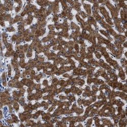 Invitrogen GGCX Polyclonal Antibody 100 &mu;L; Unconjugated:Antibodies,
