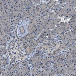 Invitrogen MIS18A Polyclonal Antibody 100 &mu;L | Buy Online | Invitrogen&trade; | Fisher Scientific