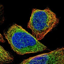 Invitrogen CEP57 Polyclonal Antibody 100 &mu;L; Unconjugated:Antibodies,