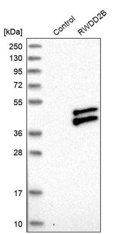 Invitrogen RWDD2B Polyclonal Antibody 100 &mu;L; Unconjugated:Antibodies,