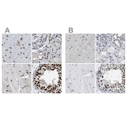 Invitrogen SFRS15 Polyclonal Antibody 100 &mu;L; Unconjugated:Antibodies,