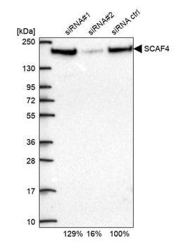 Invitrogen SFRS15 Polyclonal Antibody 100 &mu;L; Unconjugated:Antibodies,