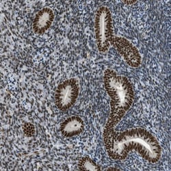 Invitrogen URB1 Polyclonal Antibody 100 &mu;L; Unconjugated:Antibodies,