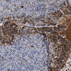 Invitrogen BTG3 Polyclonal Antibody 100 &mu;L; Unconjugated:Antibodies,