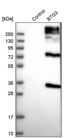 Invitrogen BTG3 Polyclonal Antibody 100 &mu;L; Unconjugated:Antibodies,