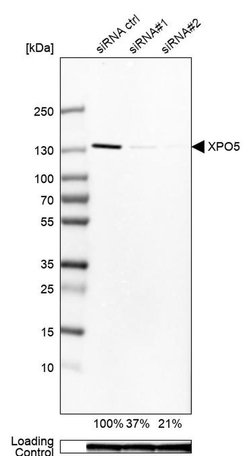 Invitrogen XPO5 Polyclonal Antibody 100 &mu;L; Unconjugated:Antibodies,
