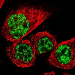 Invitrogen RBM8A Polyclonal Antibody 100 &mu;L; Unconjugated:Antibodies,