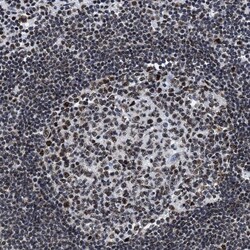 Invitrogen RBM8A Polyclonal Antibody 100 &mu;L; Unconjugated:Antibodies,