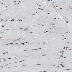 Invitrogen RBM8A Polyclonal Antibody 100 &mu;L; Unconjugated:Antibodies,