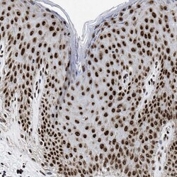 Invitrogen RBM8A Polyclonal Antibody 100 &mu;L; Unconjugated:Antibodies,