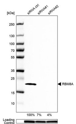 Invitrogen RBM8A Polyclonal Antibody 100 &mu;L; Unconjugated:Antibodies,