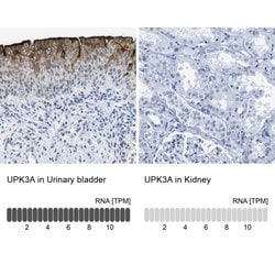 Invitrogen UPK3A Polyclonal Antibody 100 &mu;L; Unconjugated:Antibodies,