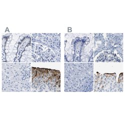Invitrogen UPK3A Polyclonal Antibody 100 &mu;L; Unconjugated:Antibodies,