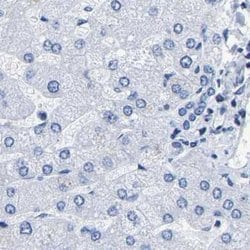 Invitrogen UPK3A Polyclonal Antibody 100 &mu;L; Unconjugated:Antibodies,