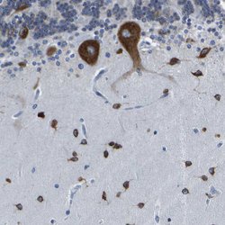 Invitrogen G3BP2 Polyclonal Antibody 100 &mu;L; Unconjugated:Antibodies,