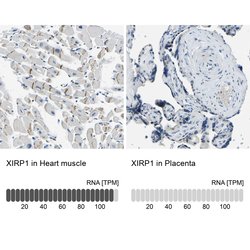 Invitrogen XIRP1 Polyclonal Antibody 100 &mu;L; Unconjugated:Antibodies,