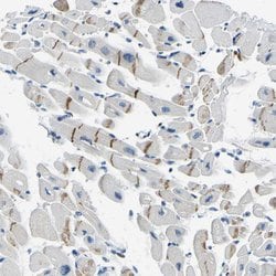 Invitrogen XIRP1 Polyclonal Antibody 100 &mu;L; Unconjugated:Antibodies,