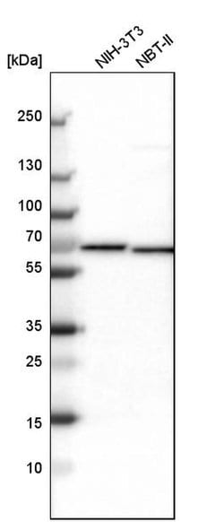 Invitrogen NOP58 Polyclonal Antibody 100 &mu;L; Unconjugated:Antibodies,