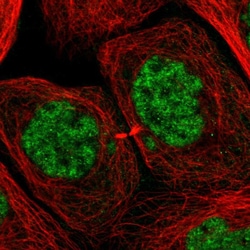 Invitrogen LUC7L3 Polyclonal Antibody 100 &mu;L; Unconjugated:Antibodies,
