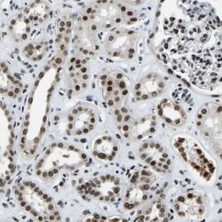 Invitrogen LUC7L3 Polyclonal Antibody 100 &mu;L; Unconjugated:Antibodies,