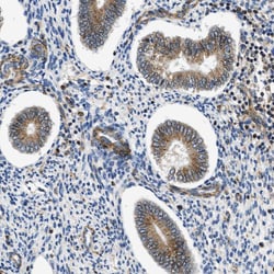 Invitrogen Septin 2 Polyclonal Antibody 100 &mu;L; Unconjugated:Antibodies,