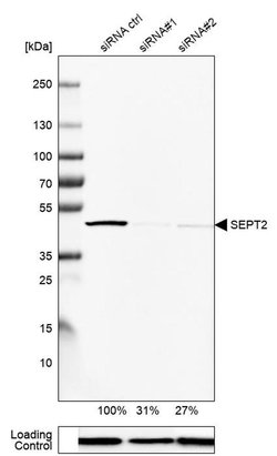Invitrogen Septin 2 Polyclonal Antibody 100 &mu;L; Unconjugated:Antibodies,