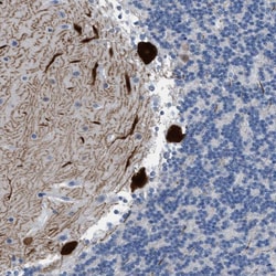 Invitrogen PDE1B Polyclonal Antibody 100 &mu;L; Unconjugated:Antibodies,