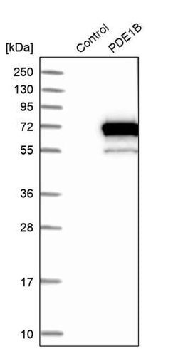Invitrogen PDE1B Polyclonal Antibody 100 &mu;L; Unconjugated:Antibodies,