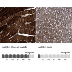 Invitrogen BAG3 Polyclonal Antibody 100 &mu;L | Buy Online | Invitrogen&trade; | Fisher Scientific