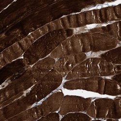 Invitrogen BAG3 Polyclonal Antibody 100 &mu;L | Buy Online | Invitrogen&trade; | Fisher Scientific