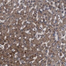 Invitrogen BAG3 Polyclonal Antibody 100 &mu;L | Buy Online | Invitrogen&trade; | Fisher Scientific