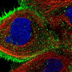 Invitrogen USP4 Polyclonal Antibody 100 &mu;L; Unconjugated:Antibodies,
