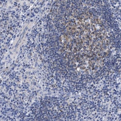 Invitrogen Lrmp Polyclonal Antibody 100 &mu;L; Unconjugated:Antibodies,