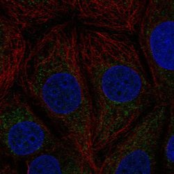 Invitrogen KNP-I Polyclonal Antibody 100 &mu;L; Unconjugated:Antibodies,
