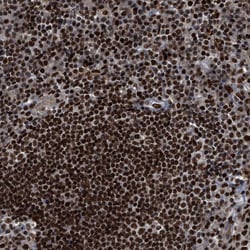 Invitrogen RFX5 Polyclonal Antibody 100 &mu;L; Unconjugated:Antibodies,