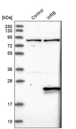 Invitrogen WRB Polyclonal Antibody 100 &mu;L | Buy Online | Invitrogen&trade; | Fisher Scientific