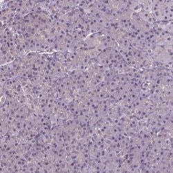 Invitrogen Annexin A13 Polyclonal Antibody 100 &mu;L; Unconjugated:Antibodies,