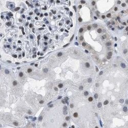 Invitrogen SFRS15 Polyclonal Antibody 100 &mu;L; Unconjugated:Antibodies,