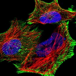 Invitrogen PDLIM7 Polyclonal Antibody 100 &mu;L | Buy Online | Invitrogen&trade; | Fisher Scientific