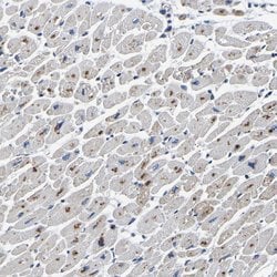 Invitrogen PDLIM7 Polyclonal Antibody 100 &mu;L | Buy Online | Invitrogen&trade; | Fisher Scientific