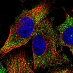 Invitrogen GCN1L1 Polyclonal Antibody 100 &mu;L; Unconjugated:Antibodies,