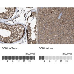 Invitrogen GCN1L1 Polyclonal Antibody 100 &mu;L; Unconjugated:Antibodies,