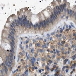 Invitrogen GCN1L1 Polyclonal Antibody 100 &mu;L; Unconjugated:Antibodies,