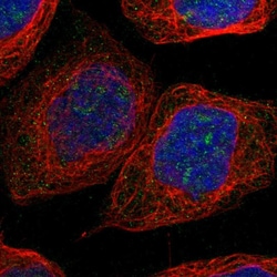 Invitrogen NLE1 Polyclonal Antibody 100 &mu;L; Unconjugated:Antibodies,
