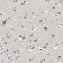 Invitrogen NLE1 Polyclonal Antibody 100 &mu;L; Unconjugated:Antibodies,