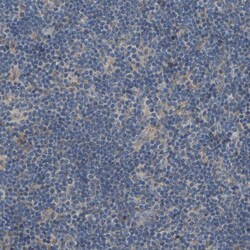 Invitrogen SLC43A1 Polyclonal Antibody 100 &mu;L; Unconjugated:Antibodies,
