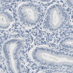 Invitrogen TXNDC2 Polyclonal Antibody 100 &mu;L; Unconjugated:Antibodies,