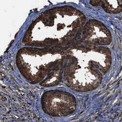 Invitrogen FNTA Polyclonal Antibody 100 &mu;L; Unconjugated:Antibodies,