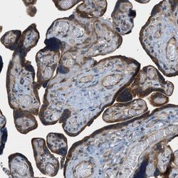 Invitrogen EDARADD Polyclonal Antibody 100 &mu;L; Unconjugated:Antibodies,