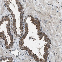 Invitrogen EDARADD Polyclonal Antibody 100 &mu;L; Unconjugated:Antibodies,